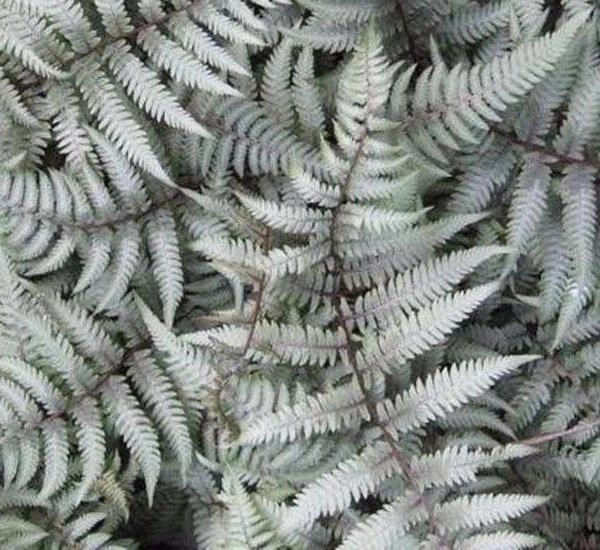 ATHYRIUM niponicum 'Burgundy Lace' - Fougère