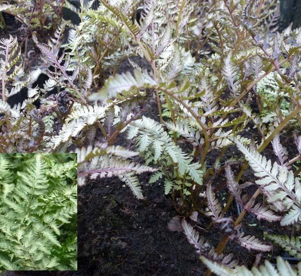 ATHYRIUM niponicum 'Pewter Lace'® - Fougère