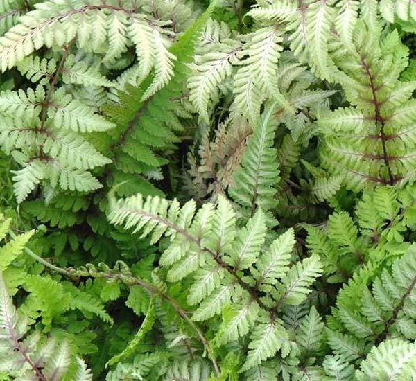 ATHYRIUM niponicum 'Red Beauty' - Fougère