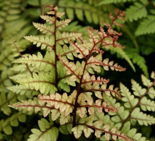 ATHYRIUM otophorum 'Okanum' - Fougère