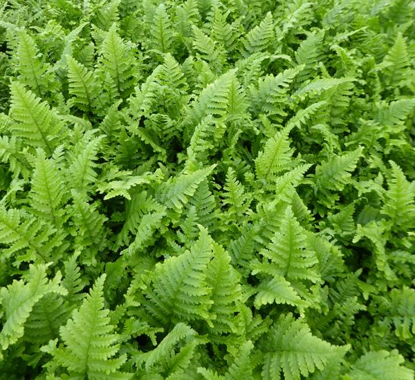 DRYOPTERIS affinis 'Cristata The King' - Fougère
