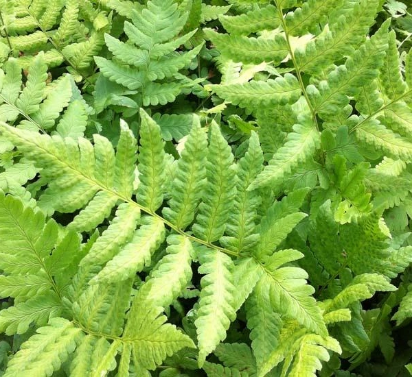 DRYOPTERIS clintoniana - Fougère