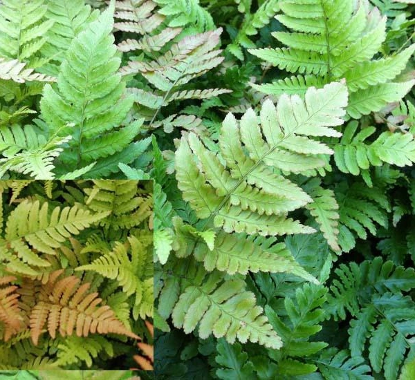 DRYOPTERIS erythrosora - Fougère