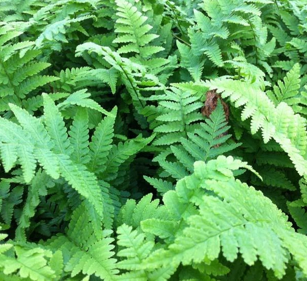 DRYOPTERIS filix-mas - Fougère
