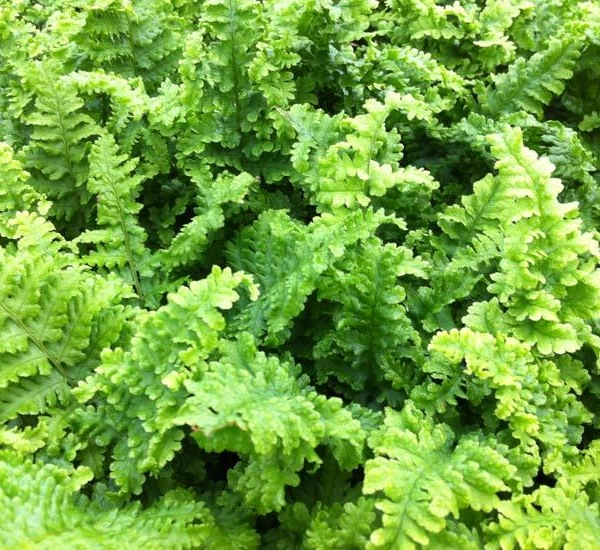 DRYOPTERIS filix-mas 'Crispa' - Fougère