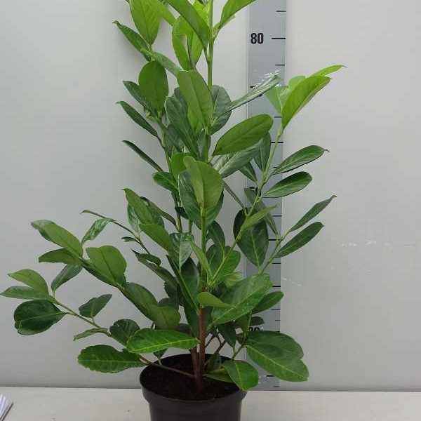 PRUNUS laurocerasus 'Rotundifolia' - Plantes de haie, Laurier, haie de laurier