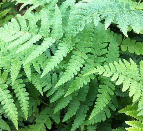 DRYOPTERIS marginalis - Fougère