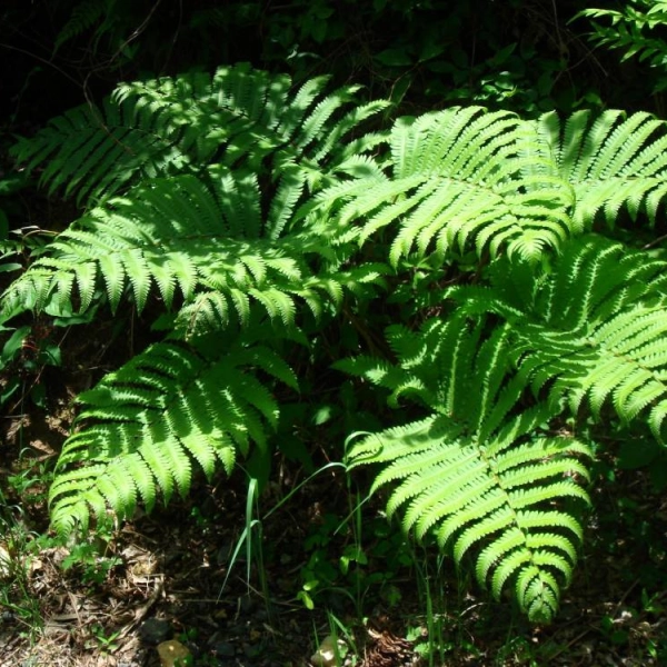 MATTEUCCIA orientalis - fougère