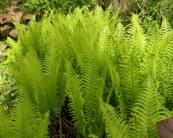 MATTEUCCIA pensylvanica