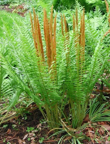 OSMUNDA claytoniana - Fougère