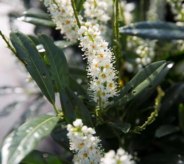 PRUNUS laurocerasus 'Otto Luyken'