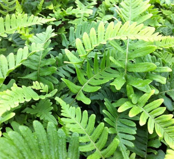 POLYPODIUM vulgare 'Bifido Multifidum' - Fougère