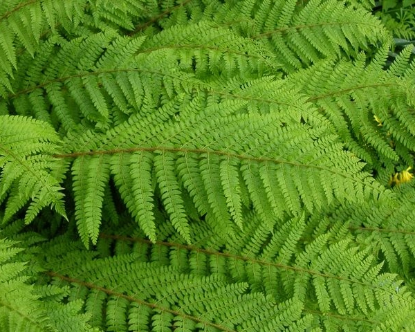 POLYSTICHUM setiferum