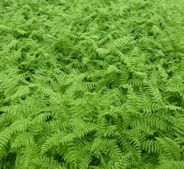 PTERIDIUM aquilinum - Fougère