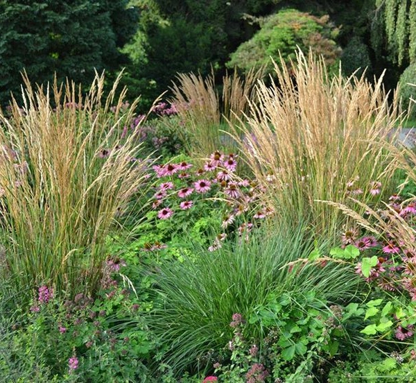 CALAMAGROSTIS acutiflora 'Waldenbuch'