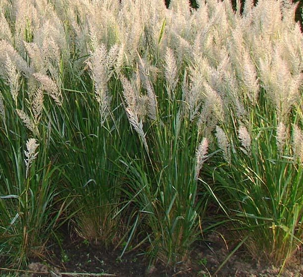 CALAMAGROSTIS brachytricha