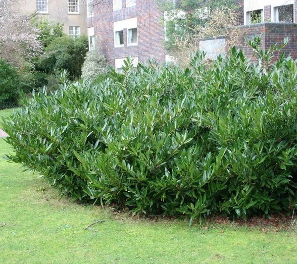 PRUNUS laurocerasus 'Zabeliana' - Plantes de haie, Laurier palme