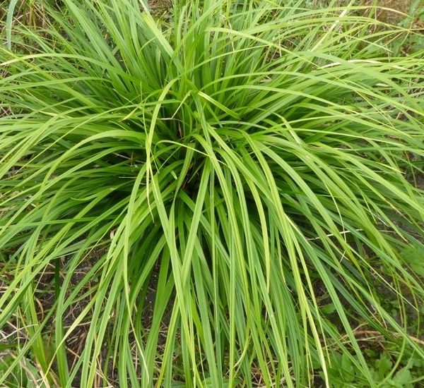 CAREX morrowii 'Mosten' - Graminée, Laîche