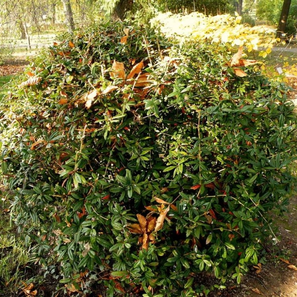 BERBERIS hybrido-gagnepainii - Epine vinette gagnepain