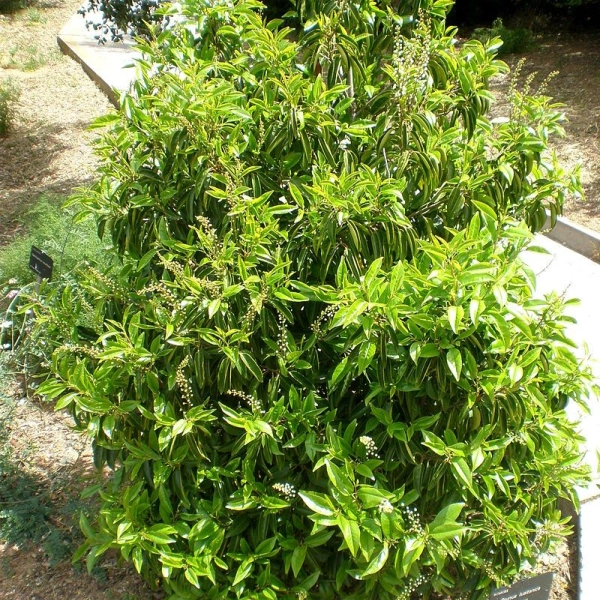 PRUNUS lusitanica - Plantes de haie, Laurier, haie de laurier
