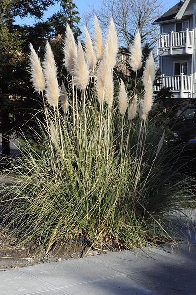 CORTADERIA selloana 'Evita' ® - Herbe de la pampa