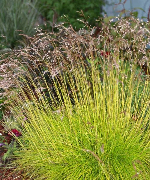 DESCHAMPSIA flexuosa 'Tatra Gold'