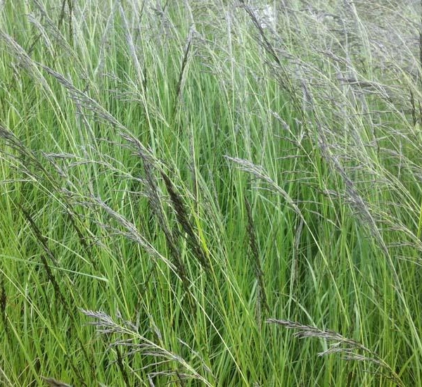 ERAGROSTIS curvula - Graminée