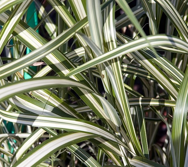 MISCANTHUS sinensis 'Cabaret' - Graminée, Eulalie
