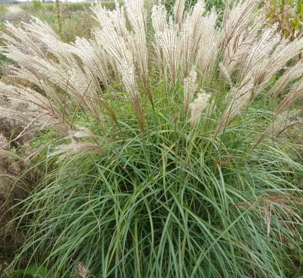 MISCANTHUS sinensis 'China' - Graminée, Eulalie