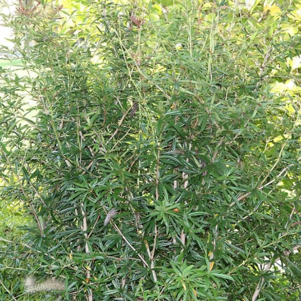 BERBERIS julianae - Epine vinette à feuilles persistantes