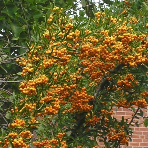 PYRACANTHA 'Orange Charmer' - Buisson ardent 'Orange Charmer'