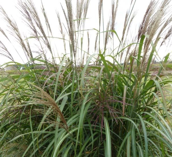MISCANTHUS sinensis 'Goliath'