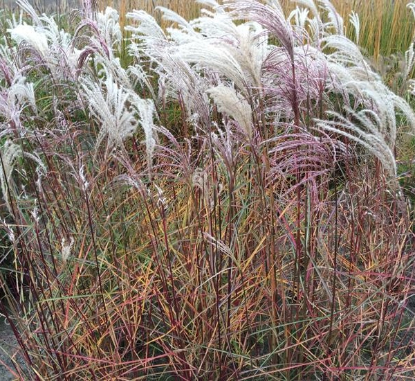 MISCANTHUS sinensis 'Kaskade' - Graminée, Eulalie