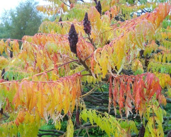 RHUS typhina 'Laciniata' - Sumac de Virginie à feuilles Laciniées