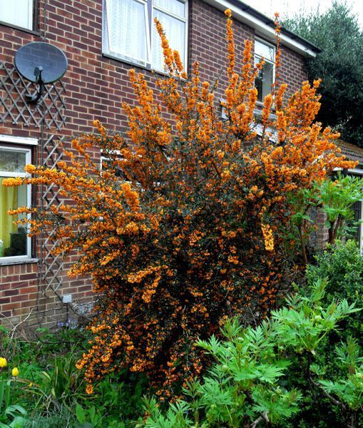 BERBERIS linearifolia 'Orange King' - Epine vinette à feuilles linéaires 'Orange King'