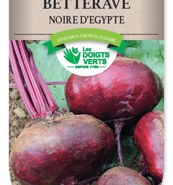 BETTERAVE noire d'Egypte - FRAIS DE PORT OFFERT Graines potagères