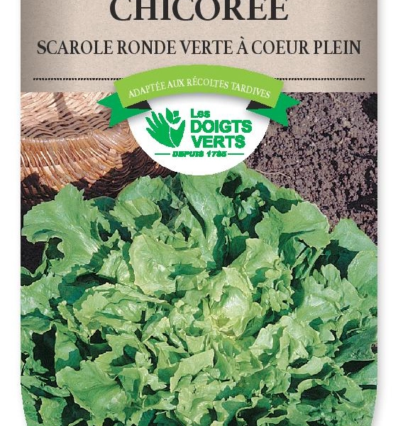 CHICOREE SCAROLE ronde verte coeur plein - FRAIS DE PORT OFFERT Graines potagères