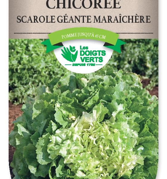 CHICOREE SCAROLE géante maraichère - FRAIS DE PORT OFFERT Graines potagères