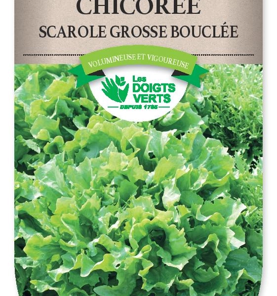 CHICOREE SCAROLE grosse bouclée 2 - FRAIS DE PORT OFFERT Graines potagères