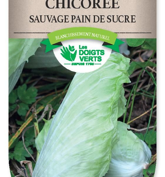 CHICOREE SAUVAGE Pain de Sucre - FRAIS DE PORT OFFERT Graines potagères
