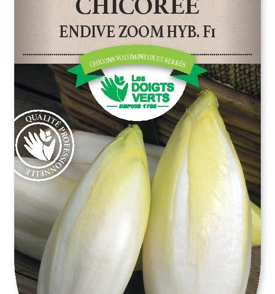CHICOREE ENDIVE Zoom hyb.f1