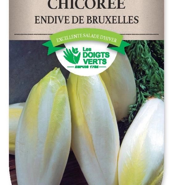 CHICOREE ENDIVE de Bruxelles - FRAIS DE PORT OFFERT Graines potagères