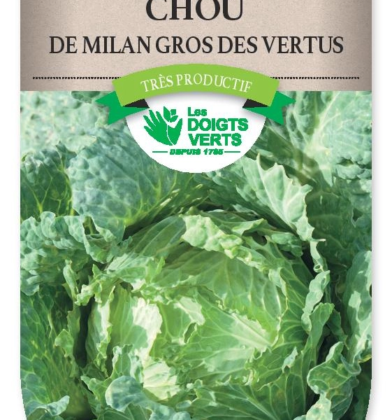 CHOU MILAN gros des Vertus 4 - FRAIS DE PORT OFFERT Graines potagères
