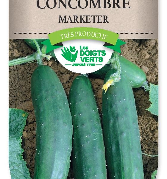 CONCOMBRE Marketer - FRAIS DE PORT OFFERT Graines potagères