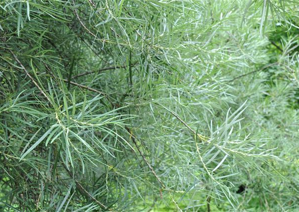SALIX rosmarinifolia