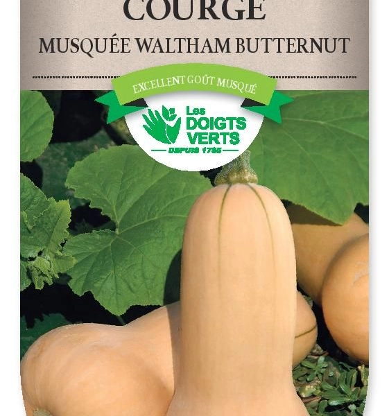 COURGE musquee Waltham Butternut - FRAIS DE PORT OFFERT Graines potagères