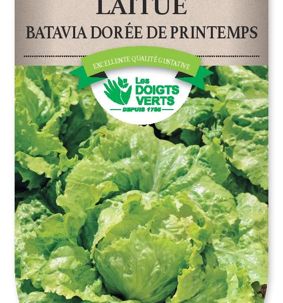 LAITUE BATAVIA doree Printemps - FRAIS DE PORT OFFERT Graines potagères