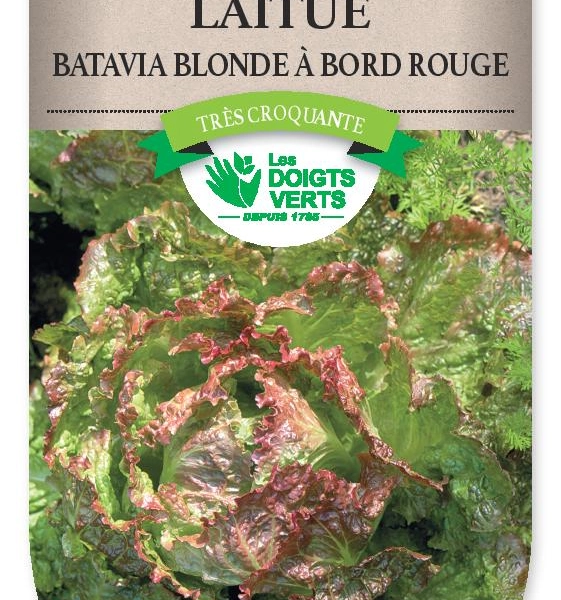 LAITUE BATAVIA Blonde Bord Rouge 5 - FRAIS DE PORT OFFERTGraines potagères