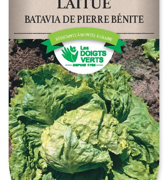 LAITUE BATAVIA Pierre Benite - FRAIS DE PORT OFFERT Graines potagères