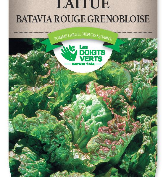 LAITUE BATAVIA rouge Grenobloise - FRAIS DE PORT OFFERT Graines potagères
